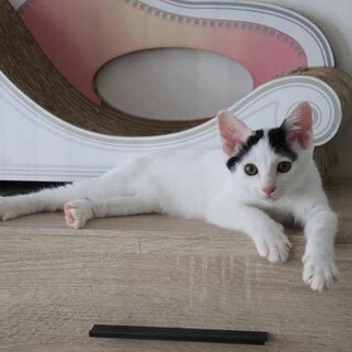 トライアル決定/ユイくん