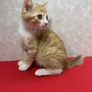 母猫が飼育放棄で初日から育てました！仲良し❤みそ