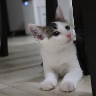 人間のお膝大好きな甘えたアメくん