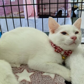 ちょっと気弱な白猫ベイくん