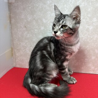 サバトラ好き必見！うっとおしいほど傍にいる❤バロン