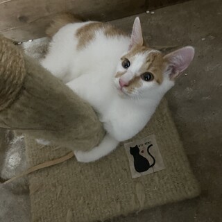 仔猫の里親さん募集してます