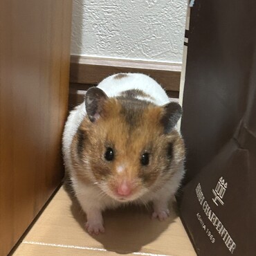 の写真