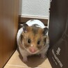 の写真
