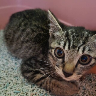 大人しい性格のロールちゃん