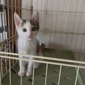 人が大好きでとってもお転婆な三毛猫ちゃん