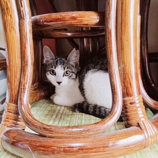 早期不妊手術済（耳カット有）保護猫3姉妹 1/3