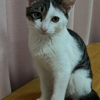 落ち着いた性格のさすけくん