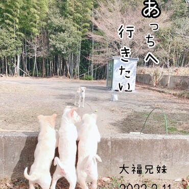 ワンコの保護をはじめるきっかけになった大福兄妹