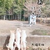 ワンコの保護をはじめるきっかけになった大福兄妹