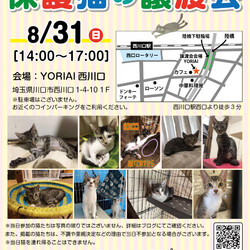 保護猫の譲渡会