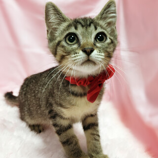 多頭向き！おっとり優しい『小虎くん』３ヶ月