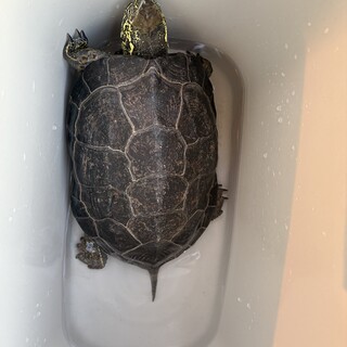 クサガメの里親を探しています