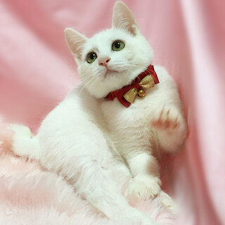 おもちゃ大好き♪ふわふわ真っ白『雪見くん』4ヶ月