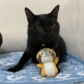 たぬ山　大人しい　多頭飼育レスキュー