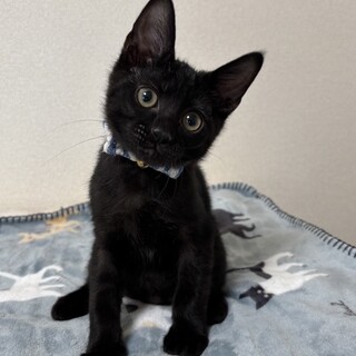 愛らしい兄妹たち、偉月（いつき）くん