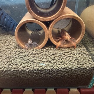 ロックシュリンプ2匹