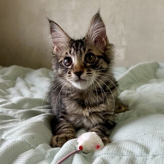 可愛い兄妹☆ふわふわ長毛♪飛鳥くん