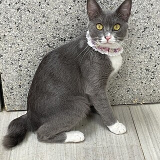 【8/10東銀座】ちーちゃん★１歳♪