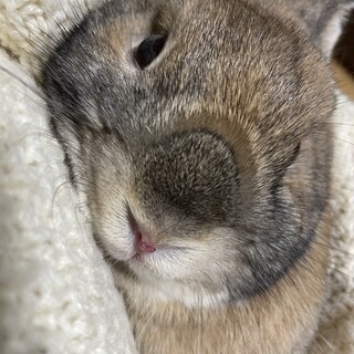 ドワーフの男の子