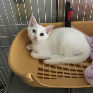 8/31（日）里親会！オッドアイ♀もえぎちゃん
