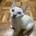 8/17里親会参加！シャムmix子猫：やむやむ君