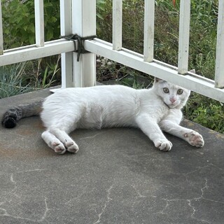 人懐っこい雑種の子猫(3～4ヶ月)