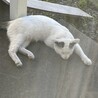人懐っこい雑種の子猫(3～4ヶ月) サムネイル2