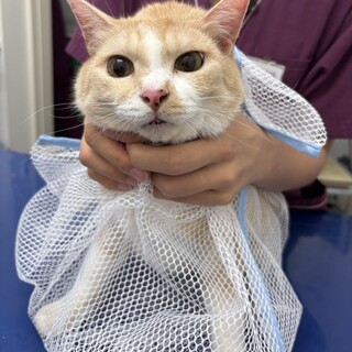 ベージュ×白♡ツンデレ女子