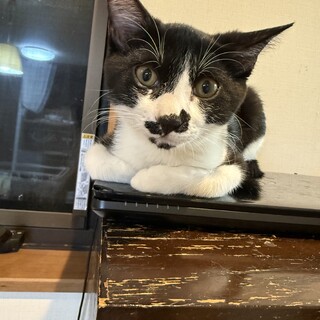 素直で甘えん坊ドンちゃん