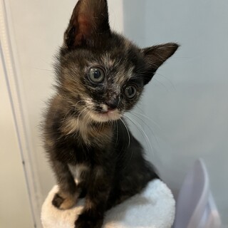 【8/3大崎】元気いっぱい！おてんばピクシー