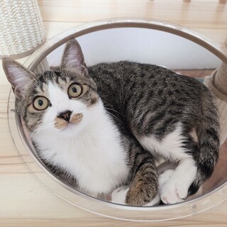 【11/16三田】物置小屋から救出マイペースなあゆ