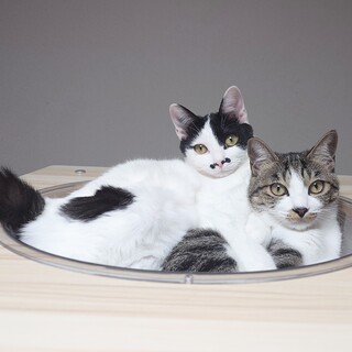 【11/16三田】初心者高齢者にも◎人馴れ姉妹