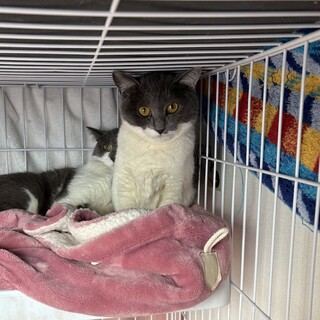 【8/10麻布十番】人馴れ訓練がんばり中✦チェリー