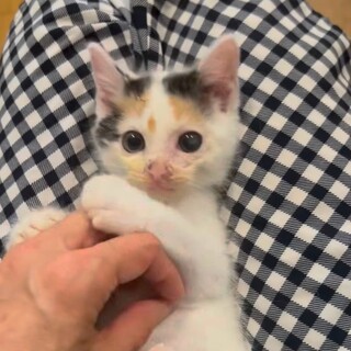 白三毛　一二三（ひふみ）ちゃんトライアル決定