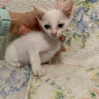 ブルーアイの白猫パプリカちゃん