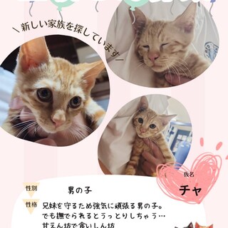 仔猫の里親さん　募集