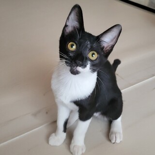 元気いっぱい★リボンちゃん★スリスリ甘えん坊