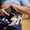 里親さん　募集中 サムネイル6