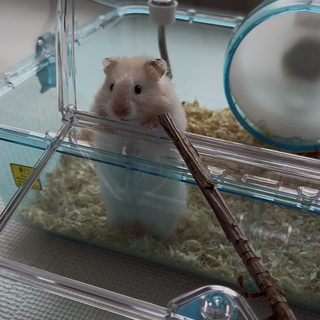 ハムスターの里親募集