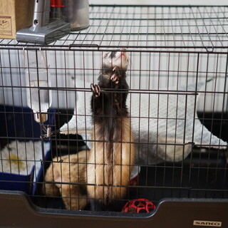 好奇心旺盛のフェレットくんです【里親決定しました】