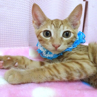 なれなれ♪綺麗な茶トラ★心(しん)くん ４ヵ月