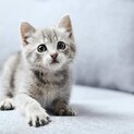 決まりました！
