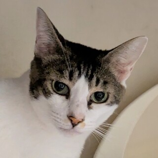 1匹飼いOK！おヒザ抱っこの甘えん坊さん