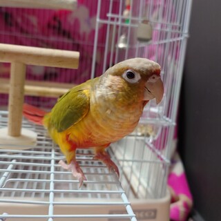 ウロコインコ里親さん募集