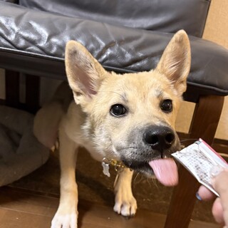 「7ヶ月齢オス」シャイだけど可愛い＆イケメン！