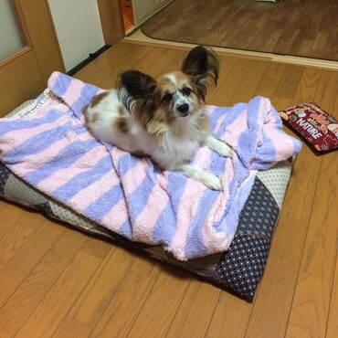 専用のベッド