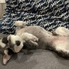 へそてん