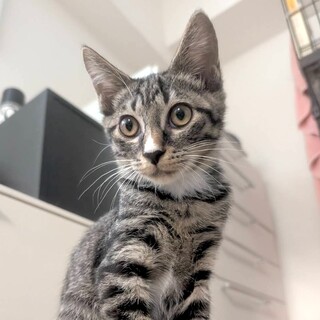 まるで犬、ベタ慣れ❤️はるき