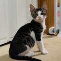 ハンサム・人慣れバツグン！グレくん